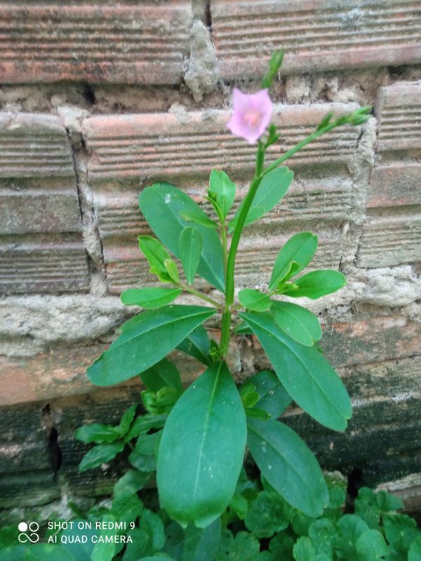 Identificação da planta Bredo-de-jardim por foto