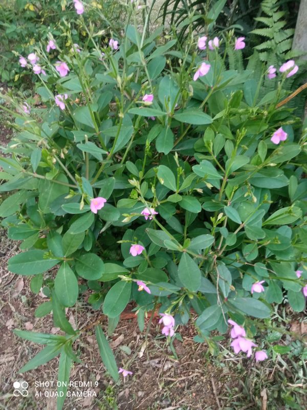 Identificação da planta Bredo-de-jardim por foto