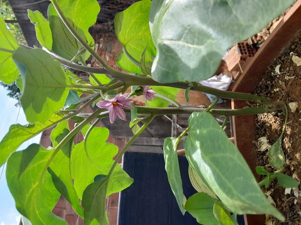 Identificação da planta Berinjela por foto