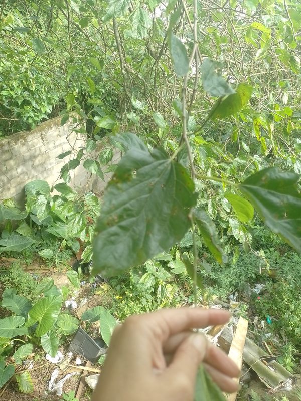 Identificação da planta Amora-preta por foto