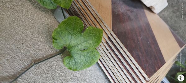 Identificação da planta Chila por foto