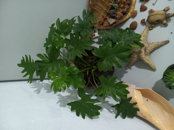 Identificação da planta Gaimbé por foto