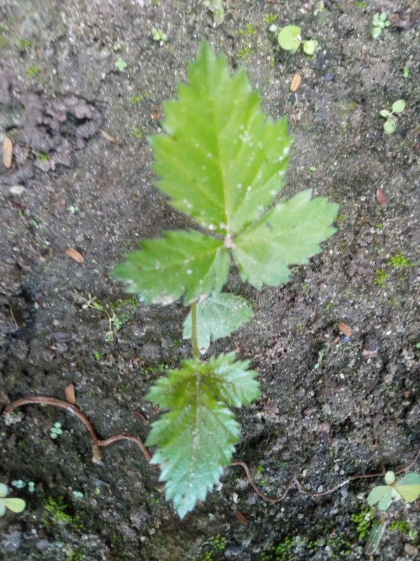 Identificação da planta Amora-silvestre por foto