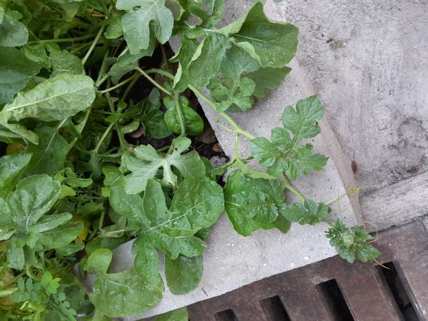 Identificação da planta Melancia por foto
