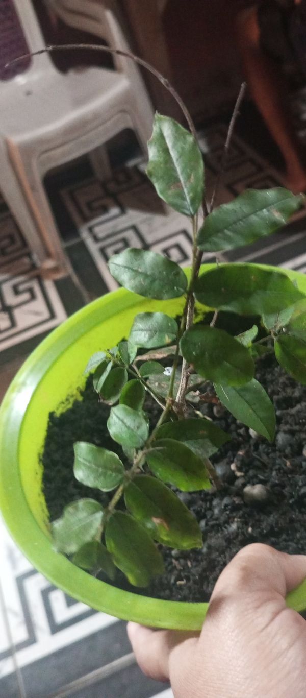 Identificação da planta Jabuticaba-paulista por foto