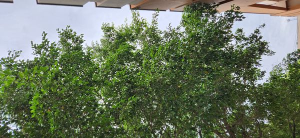 Identificação da planta Figueira-benjamim por foto