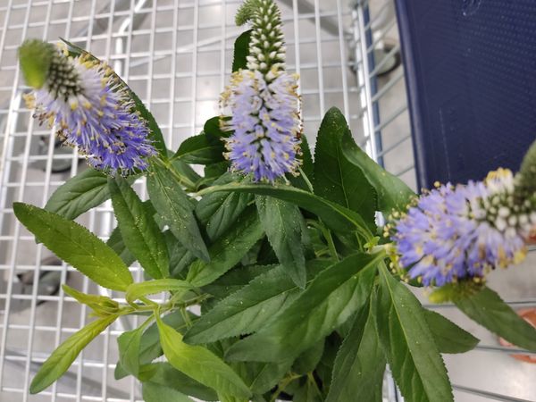 Identificação da planta Verônica por foto
