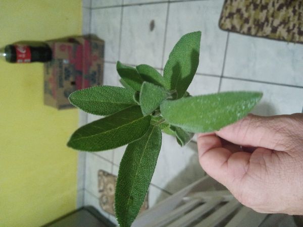 Identificação da planta Sálvia por foto