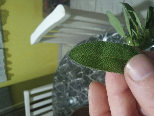 Identificação da planta Sálvia por foto