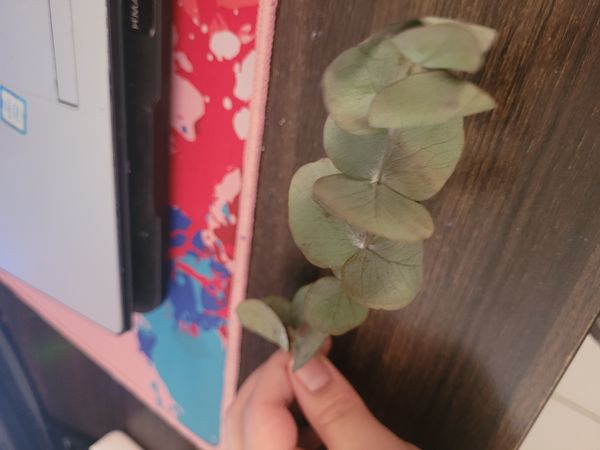 Identificação da planta Eucalipto-prateado por foto