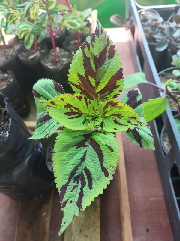 Identificação da planta Coléus por foto