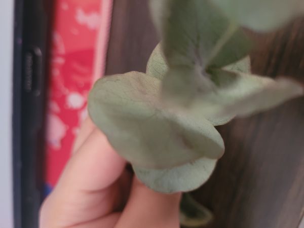 Identificação da planta Eucalipto-prateado por foto