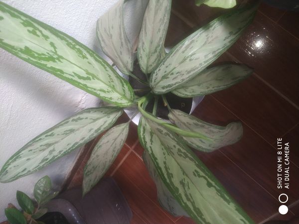 Identificação da planta Comigo ninguém pode por foto