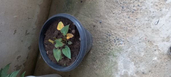 Identificação da planta Antúrio por foto