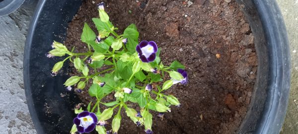 Identificação da planta Violeta-de-jardim por foto