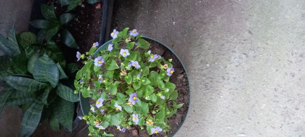 Identificação da planta Violeta-de-persa por foto