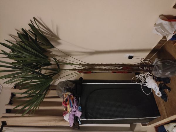 Identificação da planta Palmeira-ráfis por foto