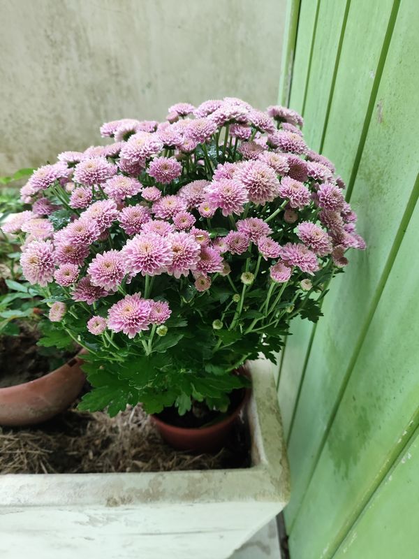 Identificação da planta Crisântemo por foto