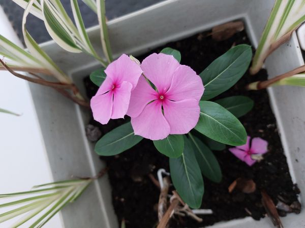 Identificação da planta Vinca por foto
