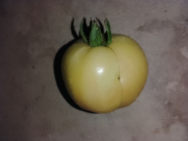 Identificação da planta Tomate por foto