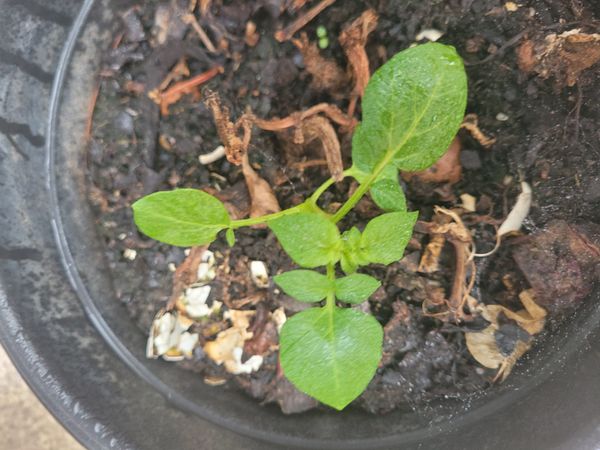 Identificação da planta Batata-inglesa por foto