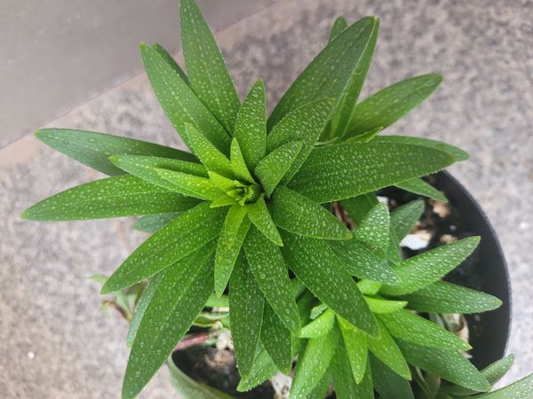 Identificação da planta Lírio por foto
