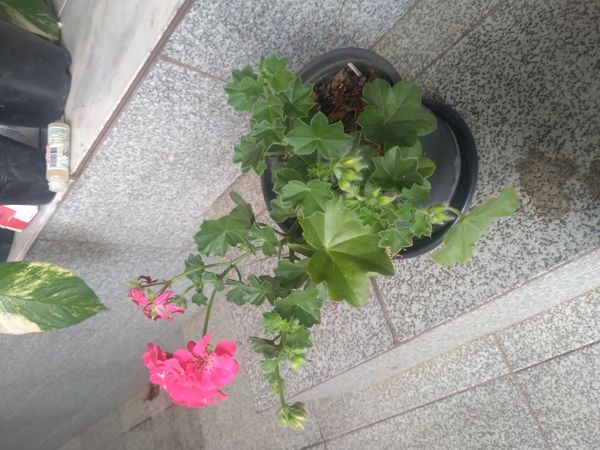 Identificação da planta Gerânio por foto