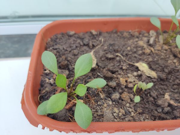 Identificação da planta Agrião por foto