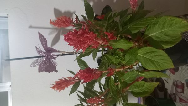 Identificação da planta Crista-de-galo por foto