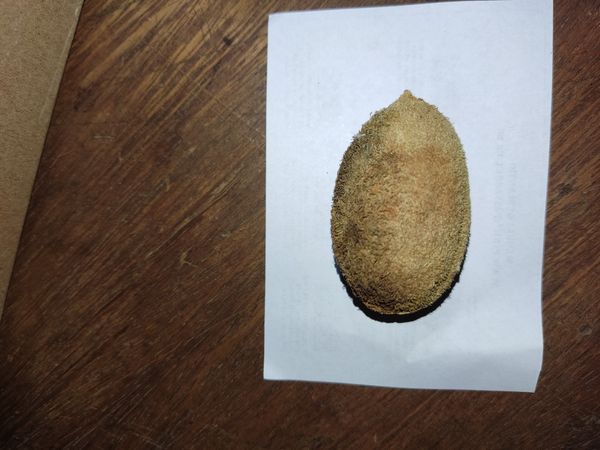 Identificação da planta Grama marinha por foto