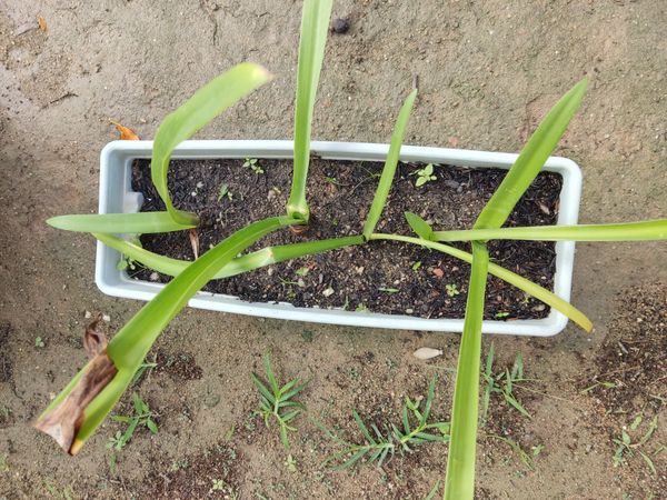 Identificação da planta Bela-dona por foto
