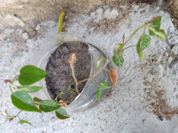 Identificação da planta Cabelo-de-negro por foto