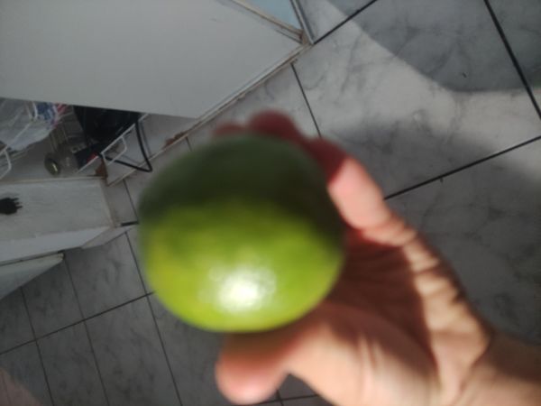 Identificação da planta Limão galego por foto