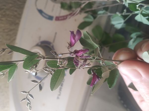 Identificação da planta Lespedeza por foto