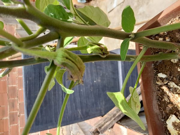 Identificação da planta Berinjela por foto