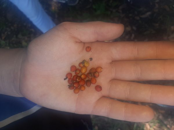 Identificação da planta Camboim por foto