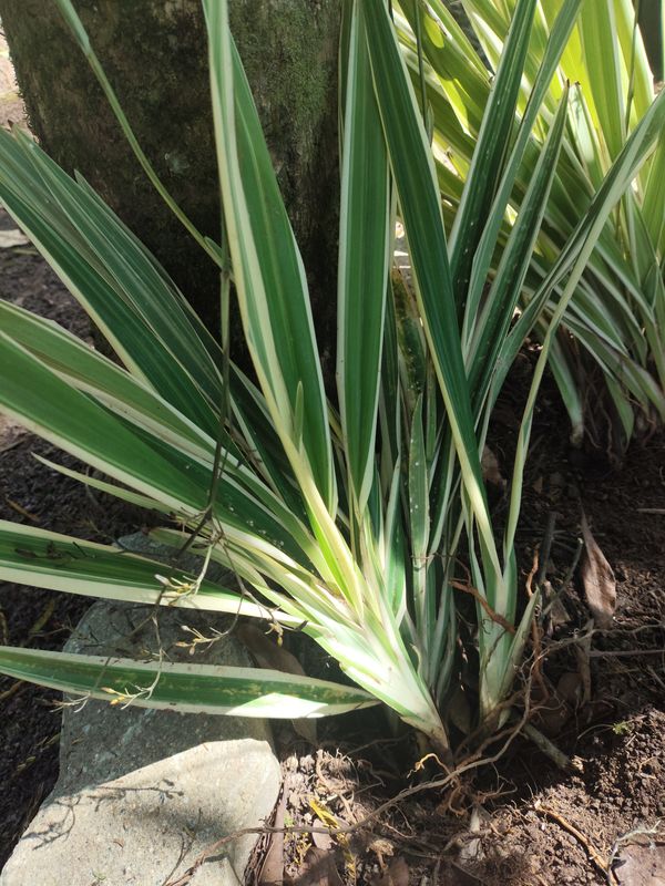 Identificação da planta Chirca por foto
