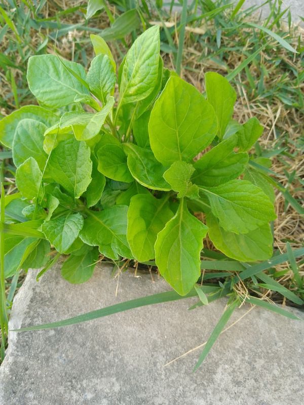 Identificação da planta Mentrasto por foto