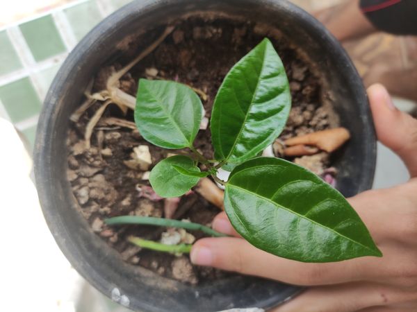 Identificação da planta Maracujá por foto