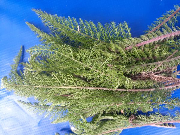 Identificação da planta Mil-folhas por foto