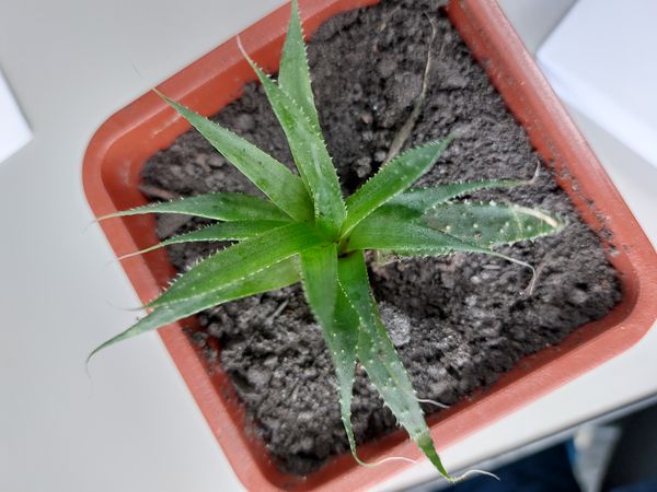 Identificação da planta Suculenta rabo de tatu por foto