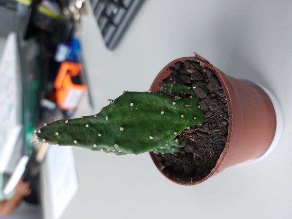 Identificação da planta Palma por foto