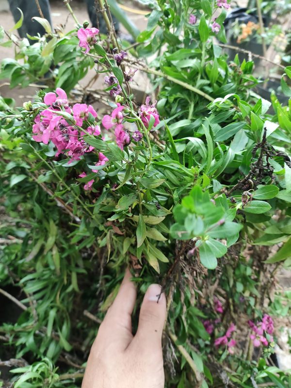 Identificação da planta Angelônia por foto