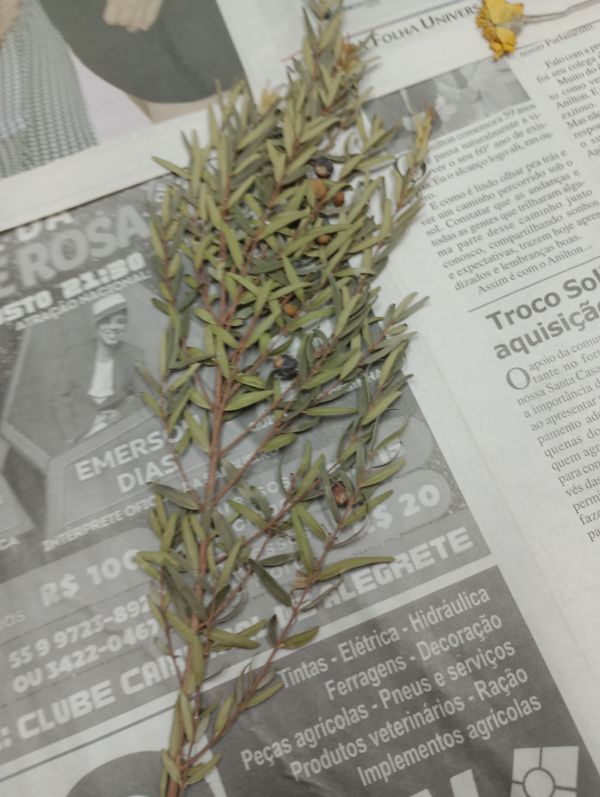 Identificação da planta Pitanga-brava por foto