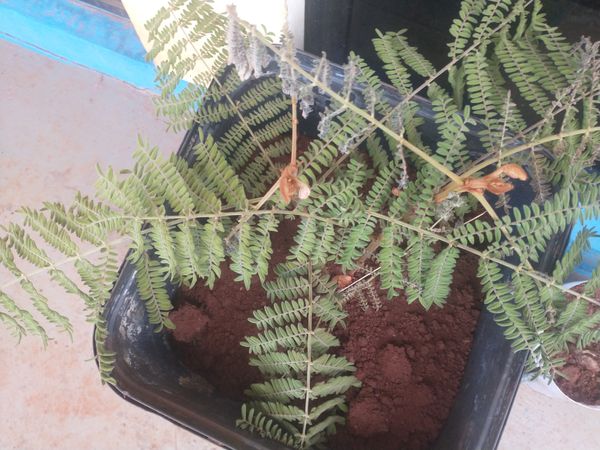 Identificação da planta Faveira por foto