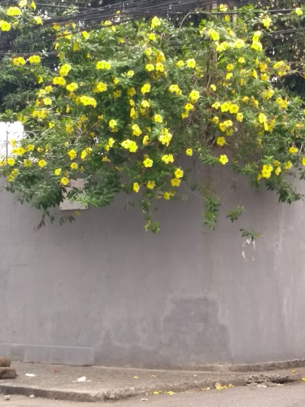Identificação da planta Alamanda por foto
