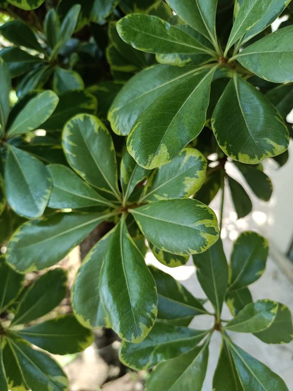 Identificação da planta Pitosporo por foto