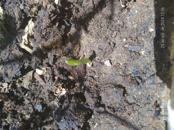 Identificação da planta Alho por foto