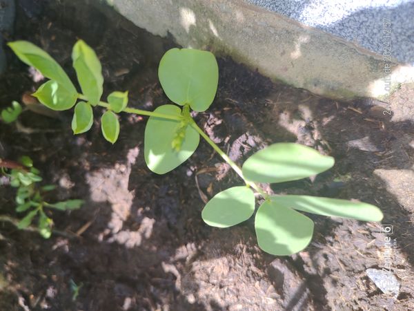 Identificação da planta Fedegoso por foto