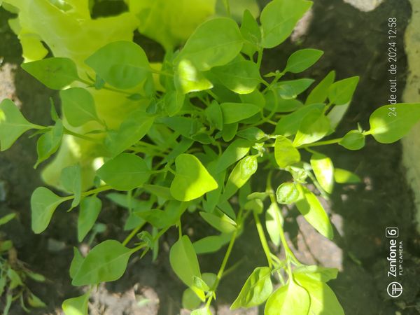 Identificação da planta Pimenta por foto